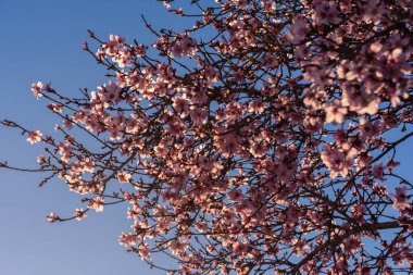 Güzel doğa sahne. Bahar badem çiçeği. Güzel soyut badem çiçekleri arka plan. Bahar alan Valencia, İspanya