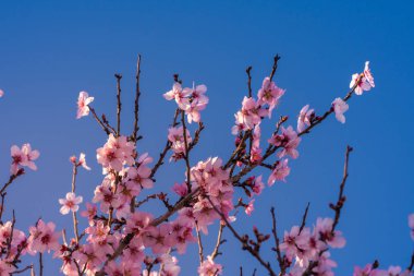 Güzel doğa sahne. Bahar badem çiçeği. Güzel soyut badem çiçekleri arka plan. Valencia, İspanya, Avrupa'nın Field'da bahar