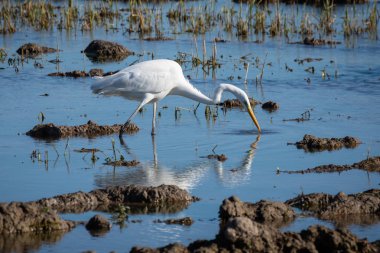Beyaz heron avcılık lagün üzerinde. Yetişkin beyaz balıkçıl (büyük ak balıkçıl) doğal park Albufera, Valencia Ava. Doğal portre ve doğal arka plan