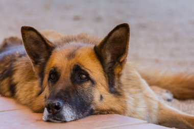 Valencia, Ispanya 'da baharda yatan Alman çoban köpeği yakın çekim