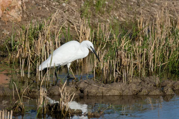 Petit Oiseau Sauvage Garzette Egretta Garzetta établissait