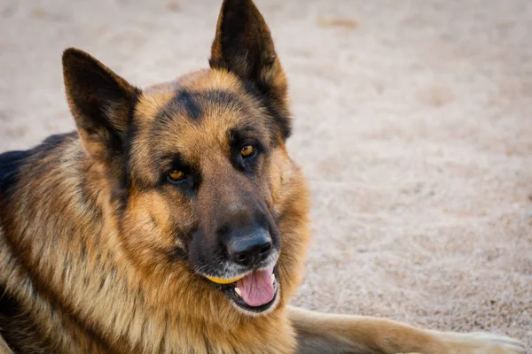 Alman çoban köpeği yüzünün yakın çekim. Evcil hayvan portresi. Dış mekan doğal portresi — Stok fotoğraf