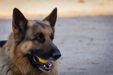 Mutlu Alman Çoban sarı topla oynarken çayırda. Genç mutlu Alman çoban köpeğinin sahada portresi