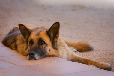 çayırda Alman çoban köpeği. alanında yorgun bir genç Alman çoban köpeği portresi.