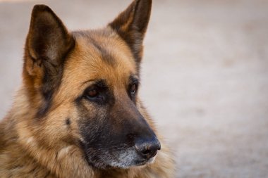 Çayırda mutlu Alman çoban köpeği. Genç Alman çoban köpeğinin tarladaki portresi