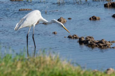 Albufera Natural Park'ta Ardea Alba (beyaz egret) avcılık, Valencia, İspanya