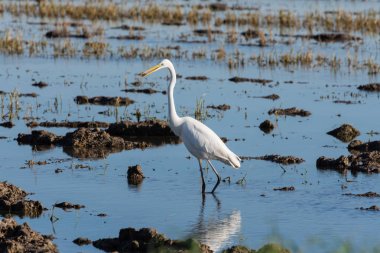Albufera Natural Park'ta Ardea Alba (beyaz egret) balıkçılık, Valencia, İspanya