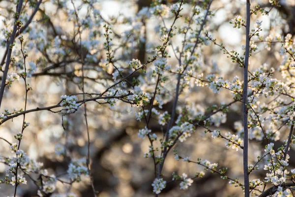 Plum tree branches blooming on a golden sunset in the countryside. white plum flowers.