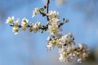 Mavi gökyüzü arka planda beyaz çiçeklerle dolu erik dallarının yakın çekim. Tipik bahar arka planı.