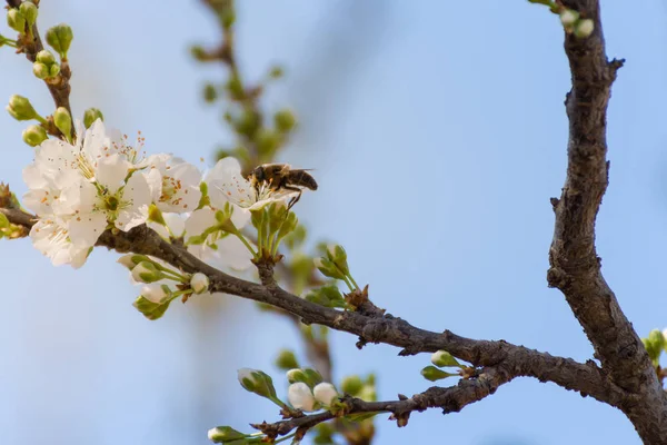 Close-up de ramo com flores de ameixa e uma abelha prostrada em uma flor sobre o céu azul claro. Fundo de primavera. Primavera e bom tempo . Imagens De Bancos De Imagens