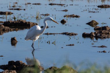 Beyaz balıkçıl Albufera, Valencia, İspanya 'nın doğal parkında çeltik tarlalarında avlanıyor. Doğa Yaban Hayatı