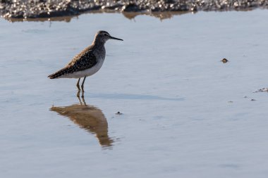 Albufera Doğal Parkı, Valencia, İspanya sular altında pirinç alanında Taşınmaz kuş. Tarlada duran suda mükemmel yansıma
