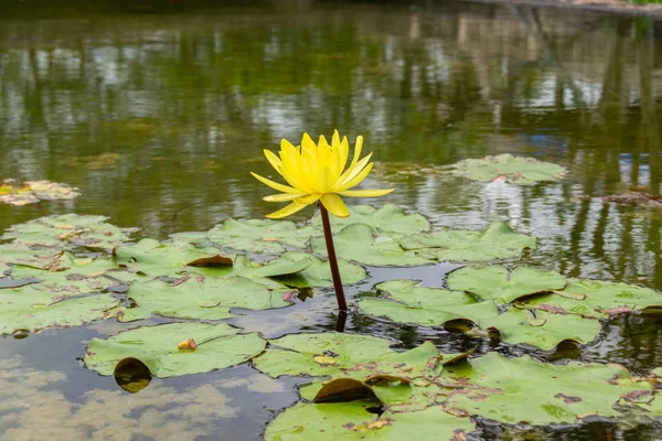 yellow lotus flower on the water.