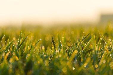 Su damlası ile genç çeltik pirinç seçici odak