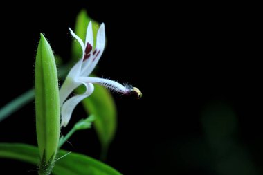 Flower of Andrographis Paniculata Macro clipart