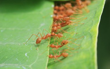 Yaprakları birlikte birlik kavramı dikiş karıncalar