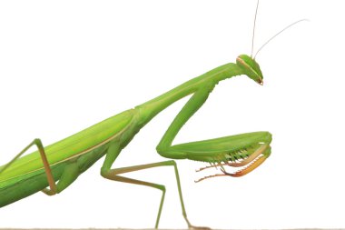 Yeşil Mantis izole beyaz arka plan makro üzerinde