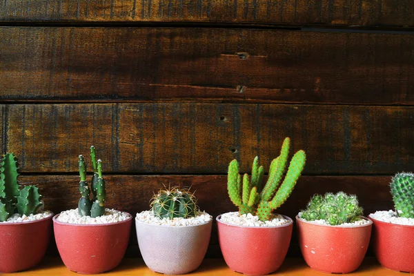 stock image Several Little Cacti Wooden Background with Space for Text