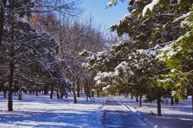 sabah güneşin yaktı kar, parkta ağaçların arasındaki sokakta kaplı