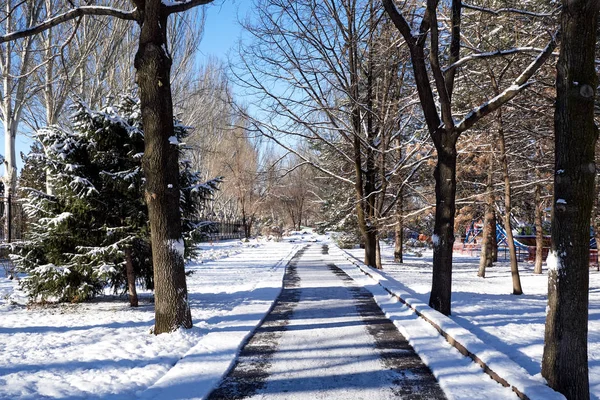 Winterbeleuchtete Verschneite Allee Park Zwischen Den Bäumen — Stockfoto