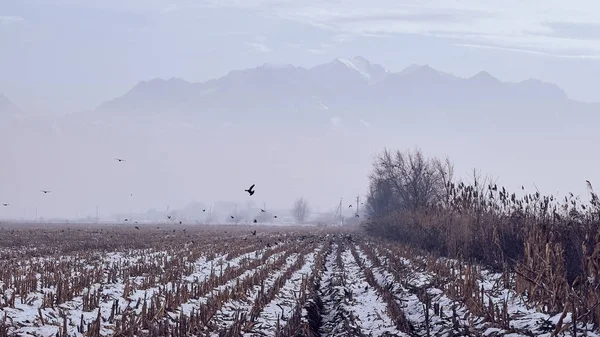 foggy field and a raven with snow against the backdrop of mountains in the fog