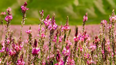 Çiçeklenme pembe çiçeklerile sıradan sainfoin. Güneştarafından aydınlatılan kır pembe çiçekleri, yakın çekim