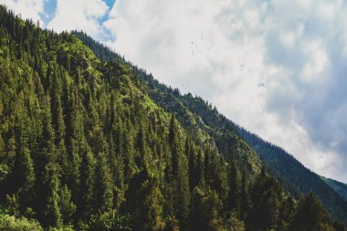 Dağın zirvesi bir Noel ağacıyla kaplıdır. dağ yeşili aralığı, şaşırtıcı doğa, dağlarda yaz görünümü. Seyahat ve kamp, turizm