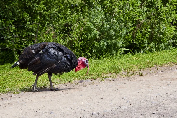 Summer day. Country yard. The turkey walks freely gathering food at the edge of the road. Home turkey on the street