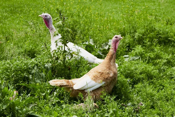 Yaz günü. Kır bahçesi. hindi ve tavuk. Büyüyen otlarla tarlada yetişkinler ve küçük kuşlar