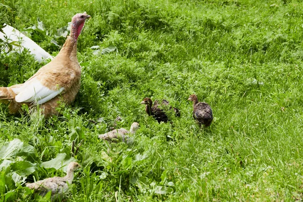 Yaz günü. Kır bahçesi. hindi ve tavuk. Büyüyen otlarla tarlada yetişkinler ve küçük kuşlar