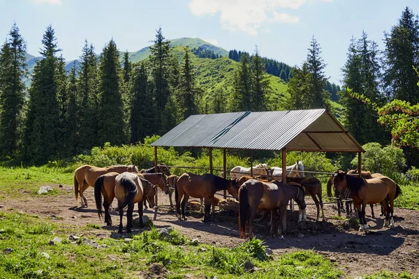 dağ ormanının arka planında bir gölgelik altında bir ahırda duran atlar sürü. Atlar açık havada güneş tarafından aydınlatılır..