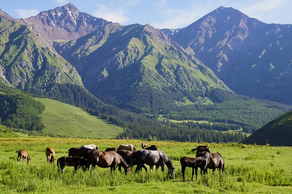 Barışçıl bir şekilde otlayan at sonunun renkli bir manzarası. Parlayan manzara. Kesinlikle mükemmel bir resim. Güneşli çayır, akşam güneşinin yaktığı atlar.