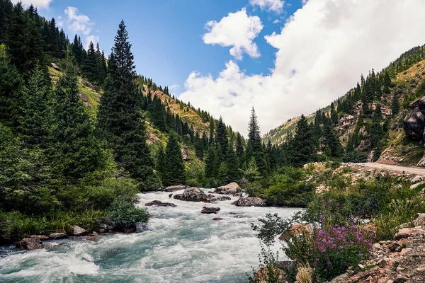 Yazın dağ vadisi. Dağ zirvelerinin muhteşem manzarası, muhteşem doğa. Dağ ormanı yolu. Uzun köknar ağaçlarıyla dolu yeşil dağlar. Yol dağ nehrine çıkıyor.