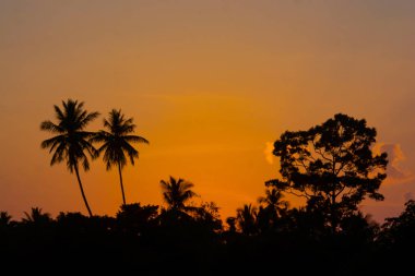 Siluet yüksek ağaçlar üzerinde orman zaman, harika akşam alacakaranlık gökyüzü arka planda