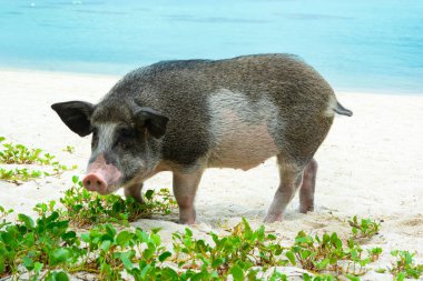 Deniz, plaj, deniz ada arka planda üzerinde çim yeme Tay Landrace domuz