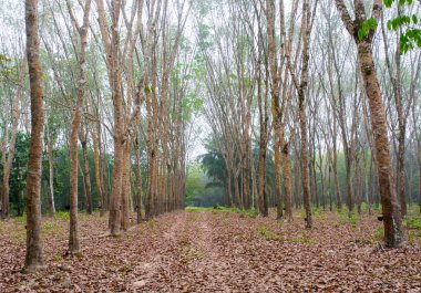 Erken sabah sis zamanında kauçuk ağaçları plantasyonunda kırsal