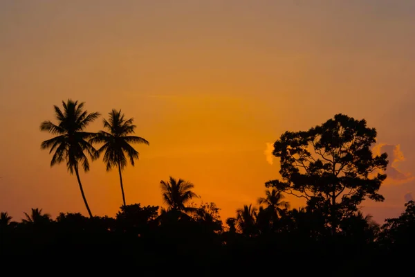 Siluet yüksek ağaçlar üzerinde orman zaman, harika akşam alacakaranlık gökyüzü arka planda