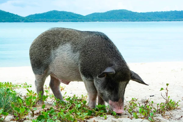 Thailändsk Lantras Svin Äta Gräs Stranden Vid Havet Sea Island — Stockfoto