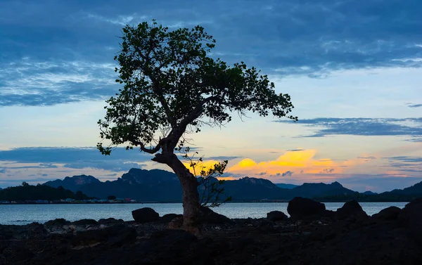 Coral Beach, ağaç arka planda güneş battıktan sonra alacakaranlık gökyüzü alacakaranlık akşam siluet