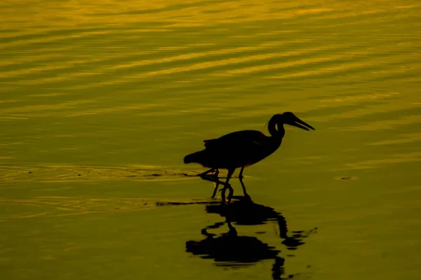 Aves Arrecife Del Pacífico Silhouette Sombra Negra Con Luz Sunset — Foto de Stock