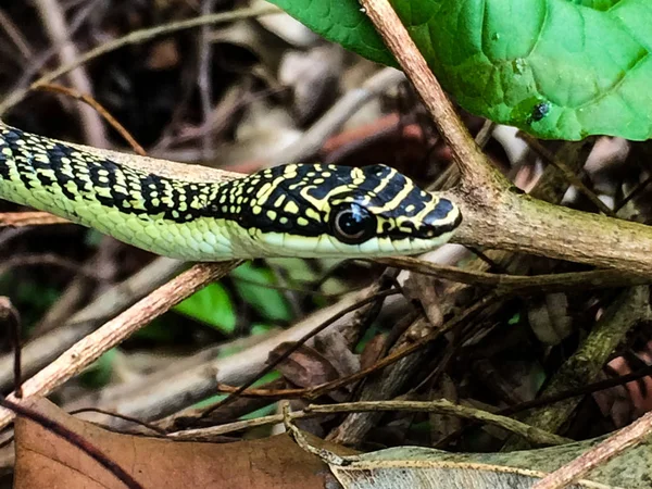 Altın ağaç yılan üzerinde kuru ağaç dalları