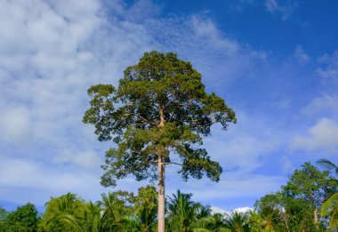 Güneşli bir günde, yağmur ormanı ayakta çok uzun ağaç açık mavi gökyüzü bulut arka plan