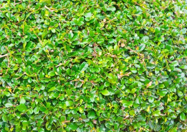 Çit, arka plan ve doku yeşil yaprakları