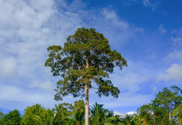 Güneşli bir günde, yağmur ormanı ayakta çok uzun ağaç açık mavi gökyüzü bulut arka plan