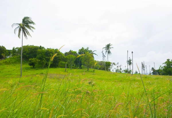 Hill Grassland Verde Con Árboles Fundamento Nubreza Sky Overcast — Foto de Stock