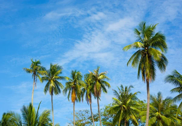 Hindistan cevizi palmiye ağaçlarında güneşli gün içerisinde, açık mavi gökyüzü bulut arka plan