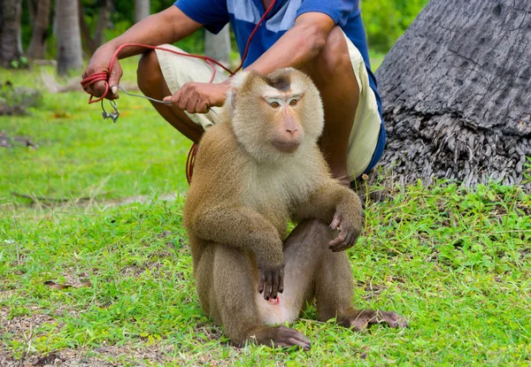 Hindistan cevizi plantasyon ve bir yerel çiftçi adada maymun erkek-kıçlı makak