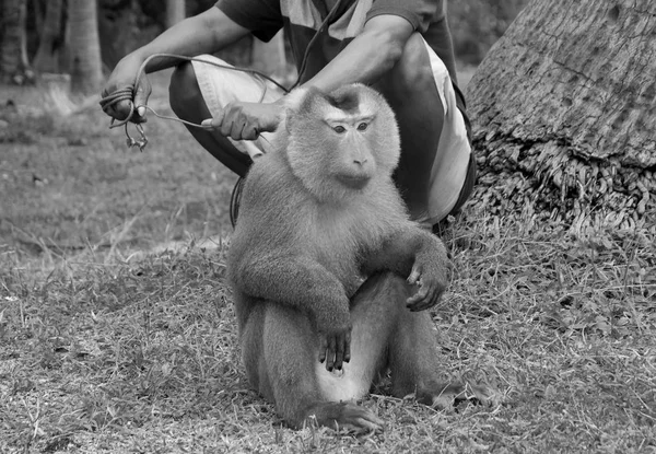 Monkey Male Macaque Plantação Coconut Farmer Local Ilha — Fotografia de Stock