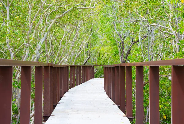 Çimento yürüyüş yolu mangrov orman kenarlarında küpeşte