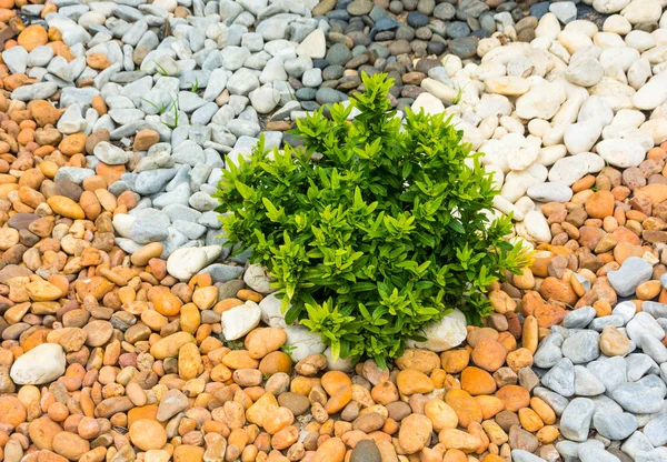 Renkli taşların ortasında küçük yeşil ağaçlı bahçe tasarımı